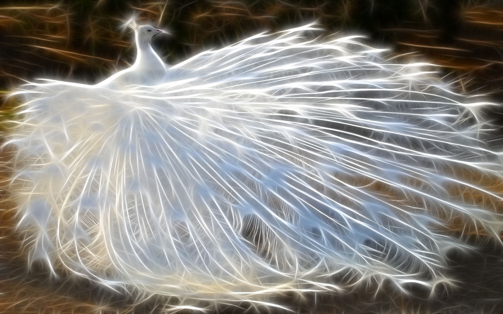 awesome white peacock hd wallpapers